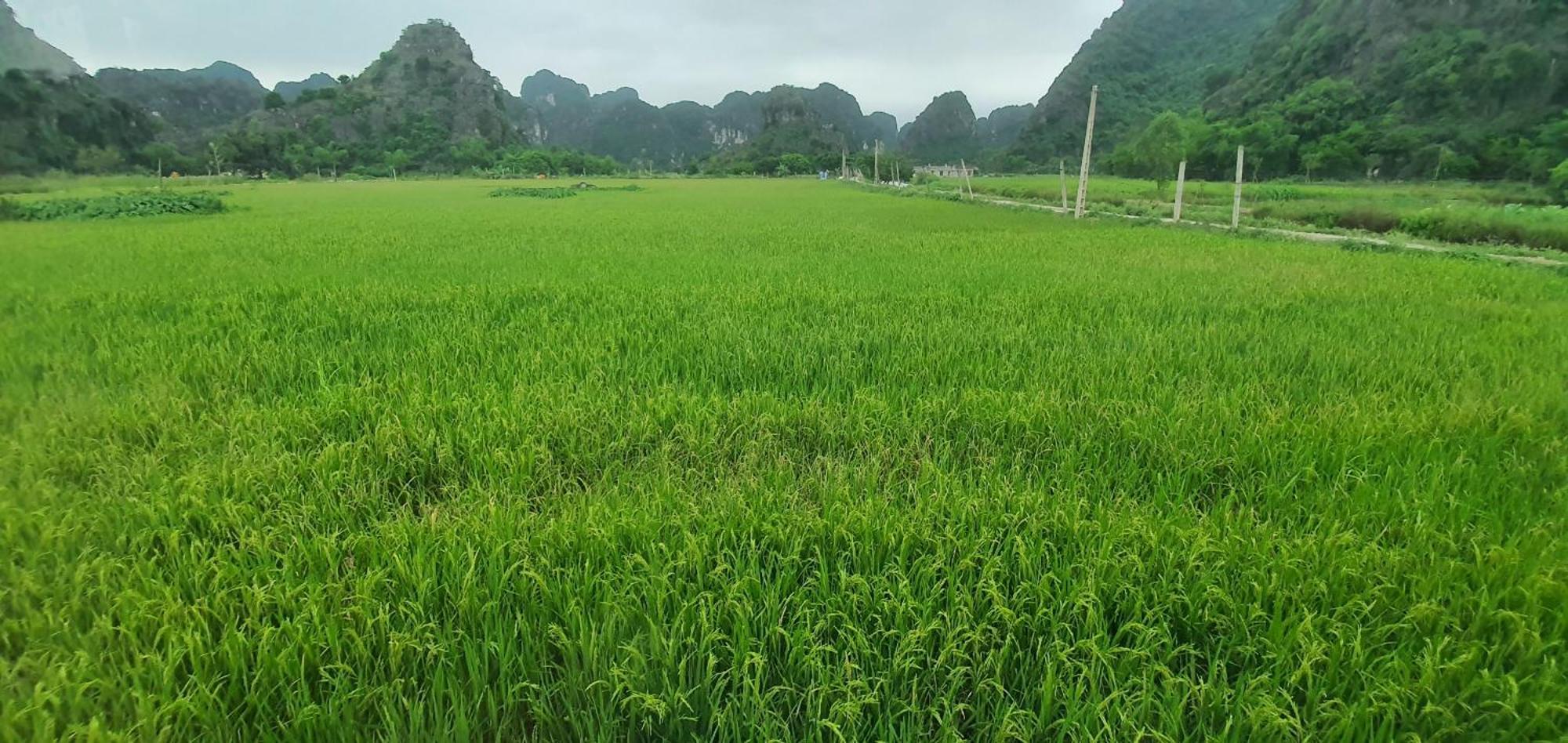 Trang An Rice Field Homestay Νιν Μπιν Εξωτερικό φωτογραφία